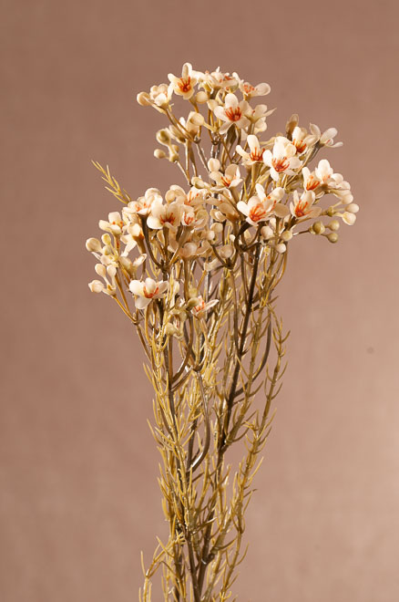 F411-C Dry Wax Flower 78 cm krémový